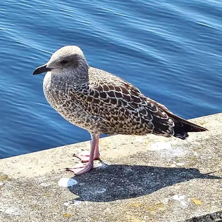 דירה Stilvolles Mit Balkon ווילהלמסהאבן